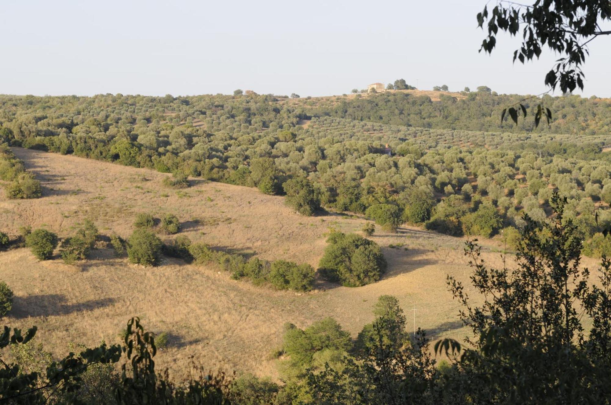 Le Tartarughe Rooms Magliano in Toscana Bagian luar foto